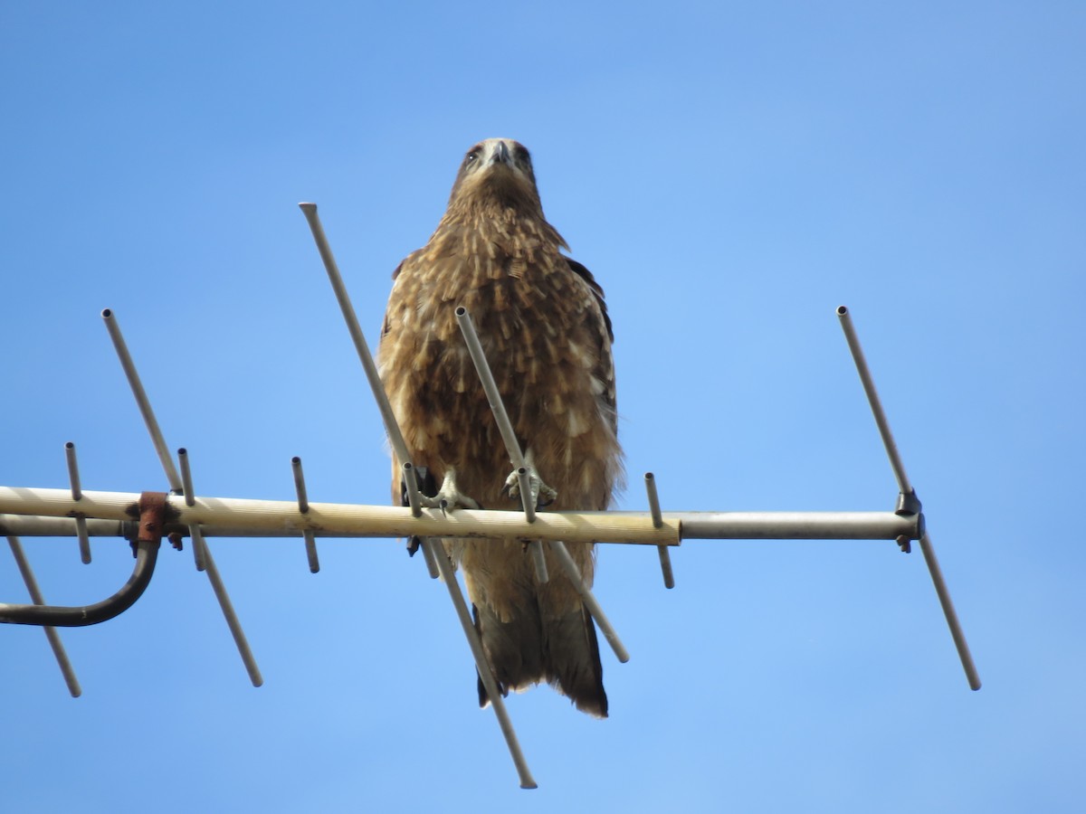 黑鳶 - ML645756865