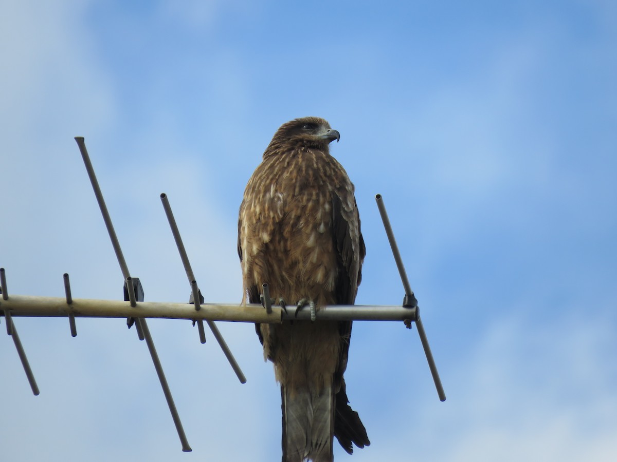 黑鳶 - ML645756866