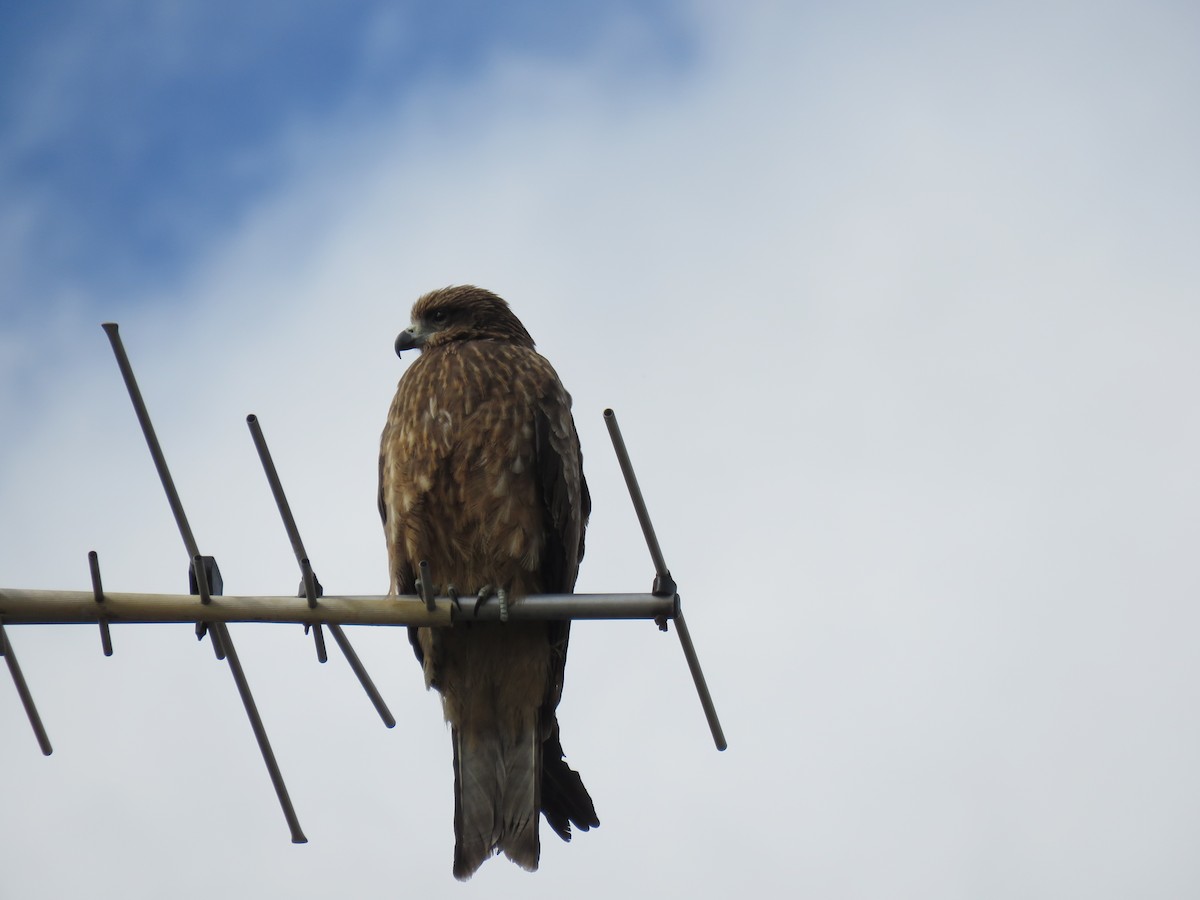 黑鳶 - ML645756867