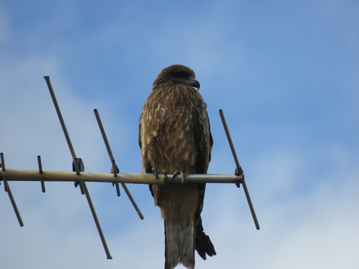 黑鳶 - ML645756868