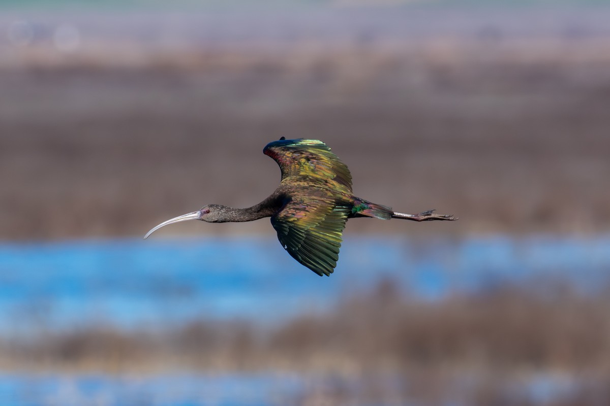 ibis americký - ML645756876