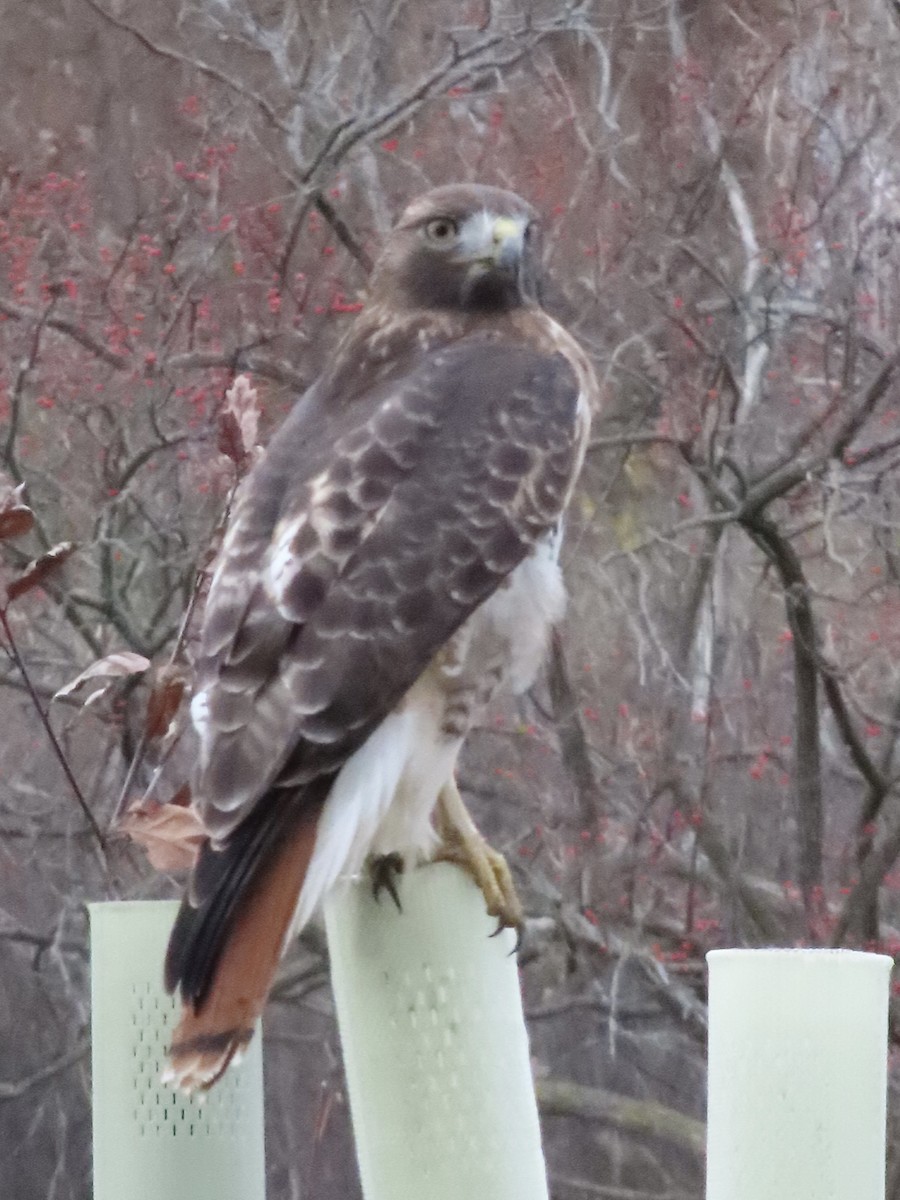 Red-tailed Hawk - ML645756884