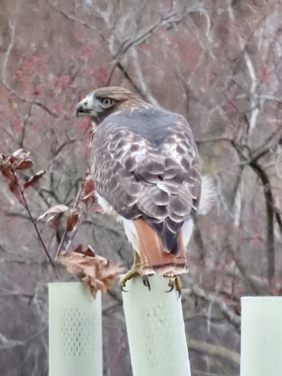 Red-tailed Hawk - ML645756888