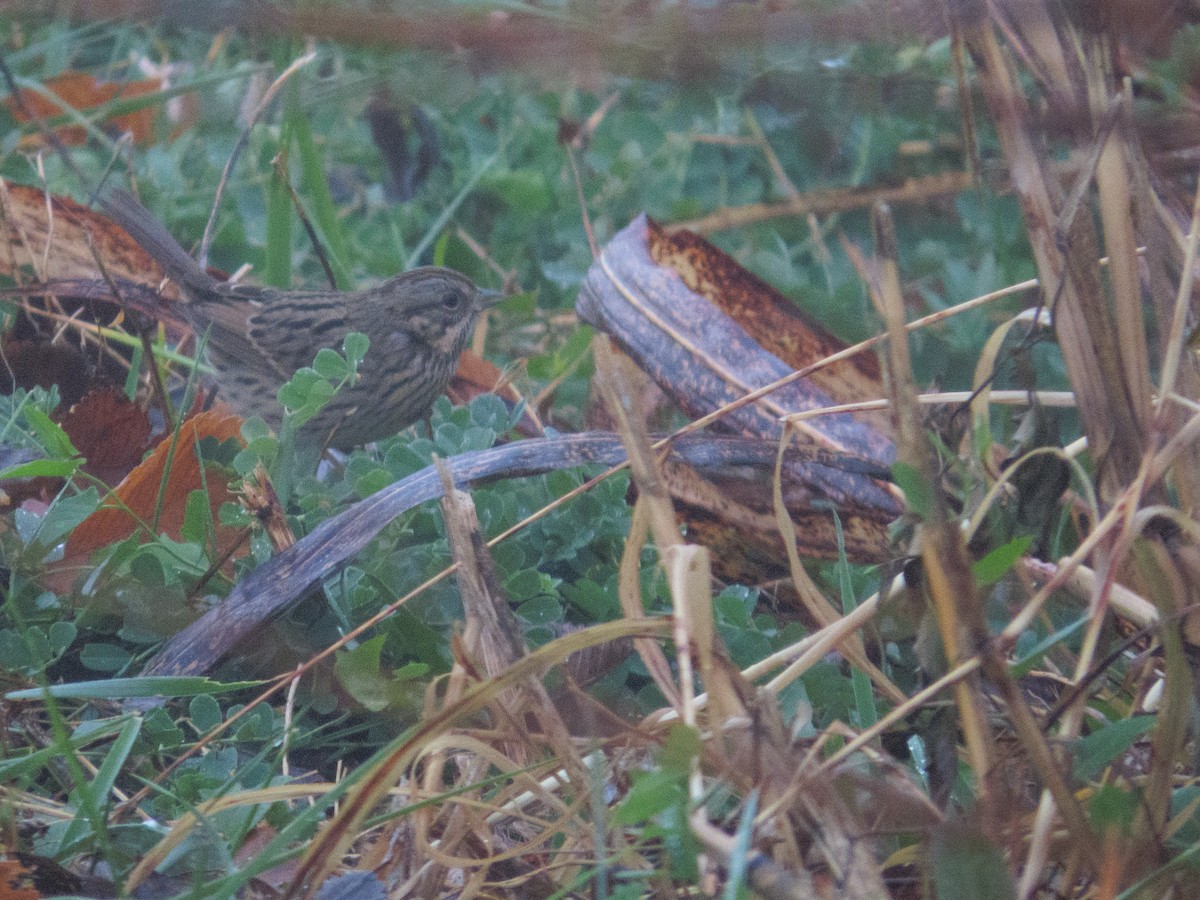 Lincoln's Sparrow - ML645756889