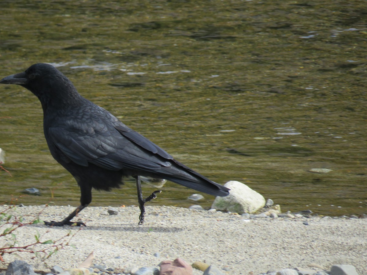 小嘴烏鴉 - ML645756890