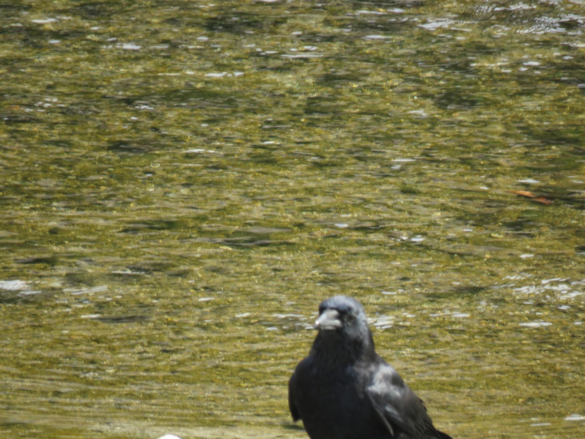 小嘴烏鴉 - ML645756891