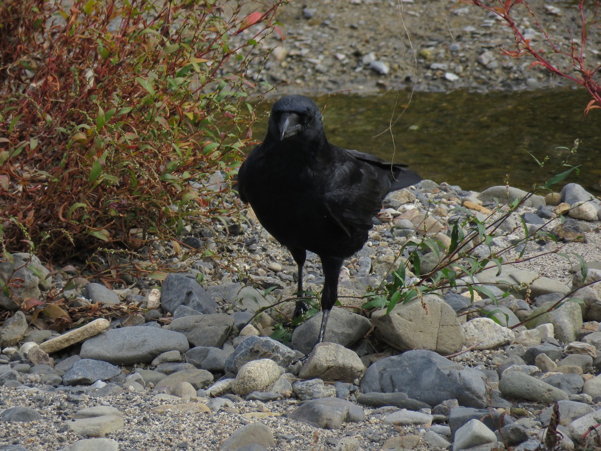 小嘴烏鴉 - ML645756892