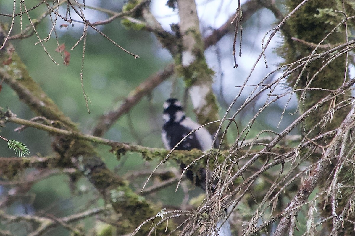 Hairy Woodpecker - ML645756905