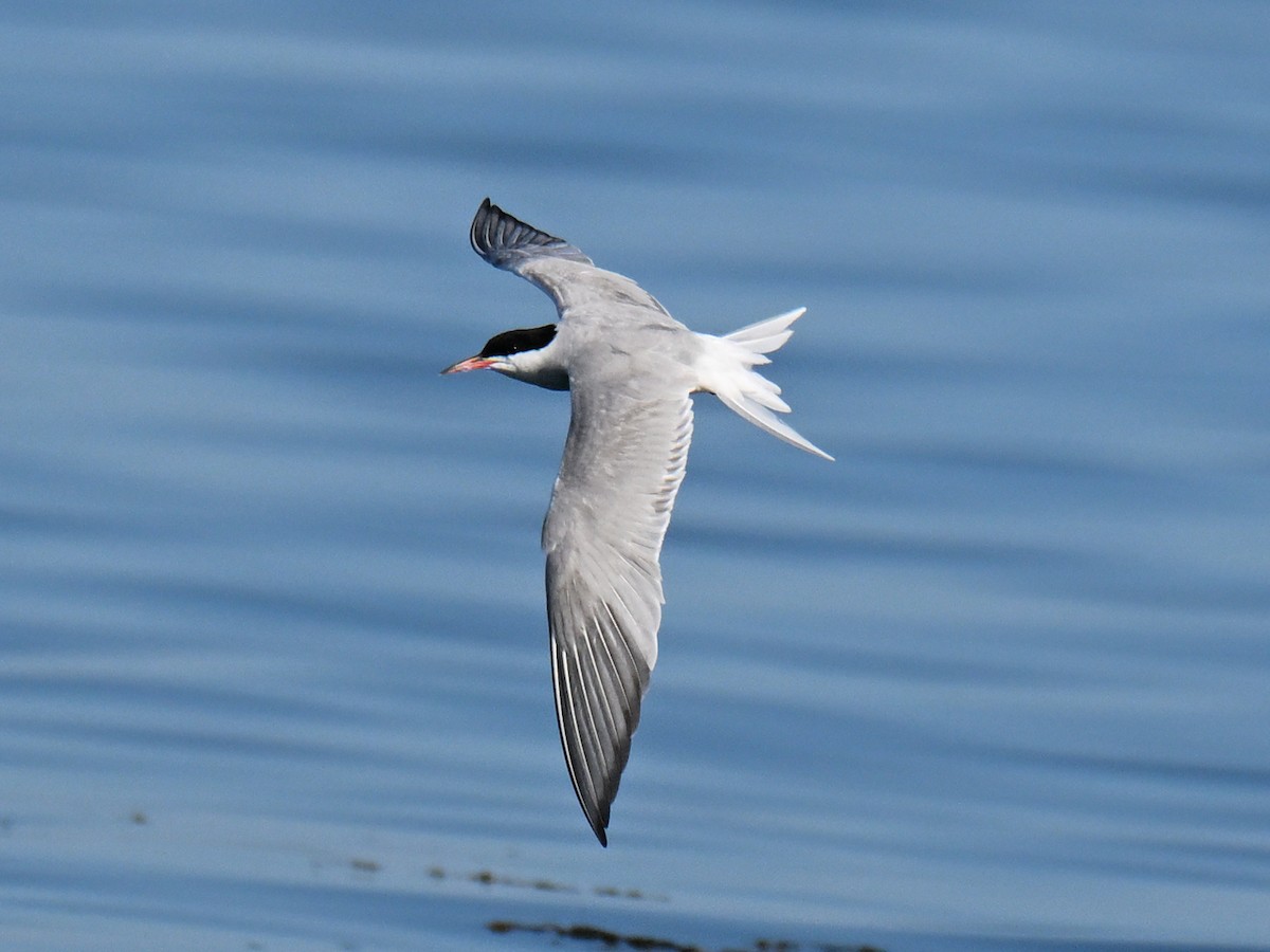 Common Tern - ML645756908