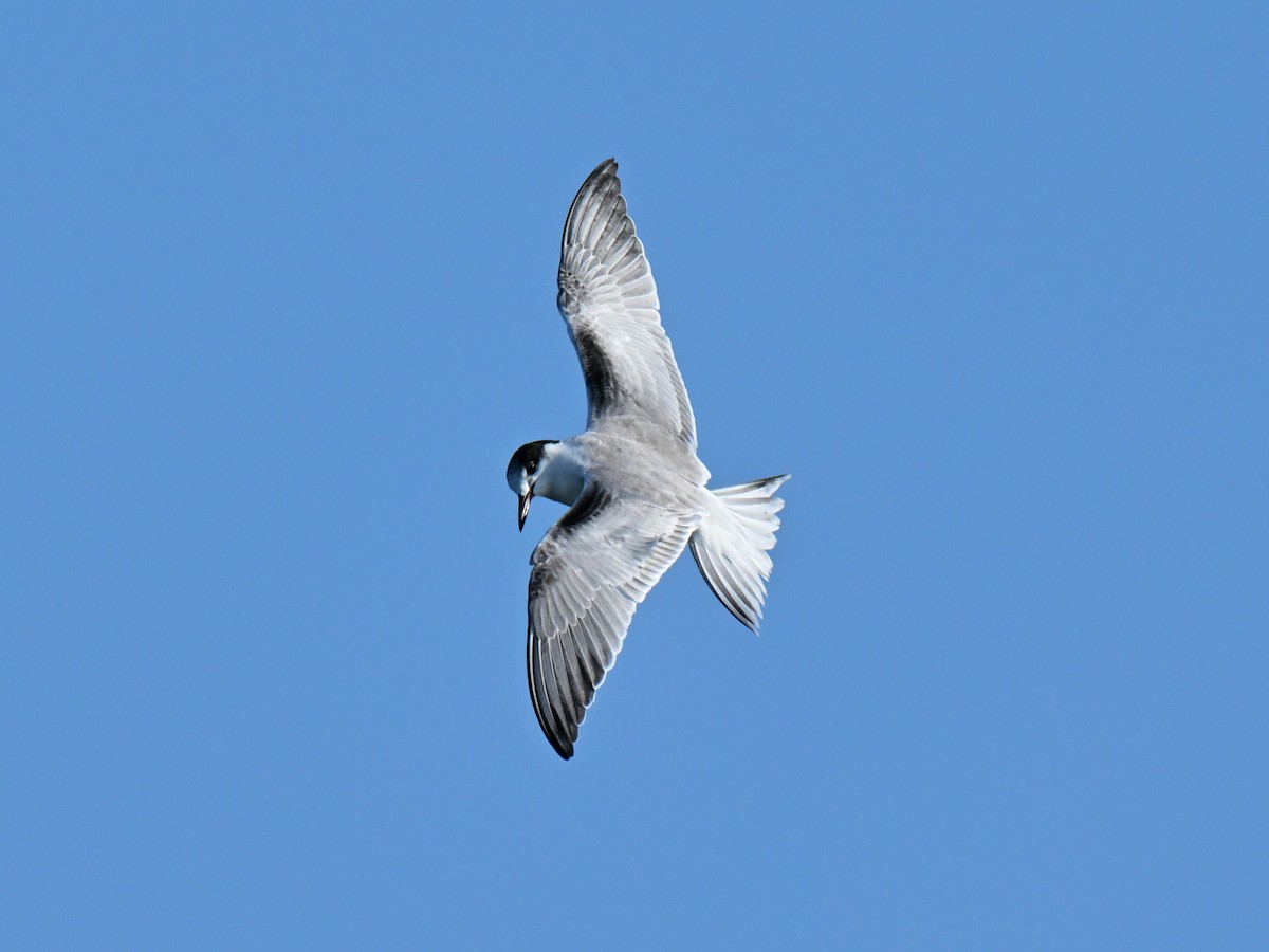 Common Tern - ML645756909