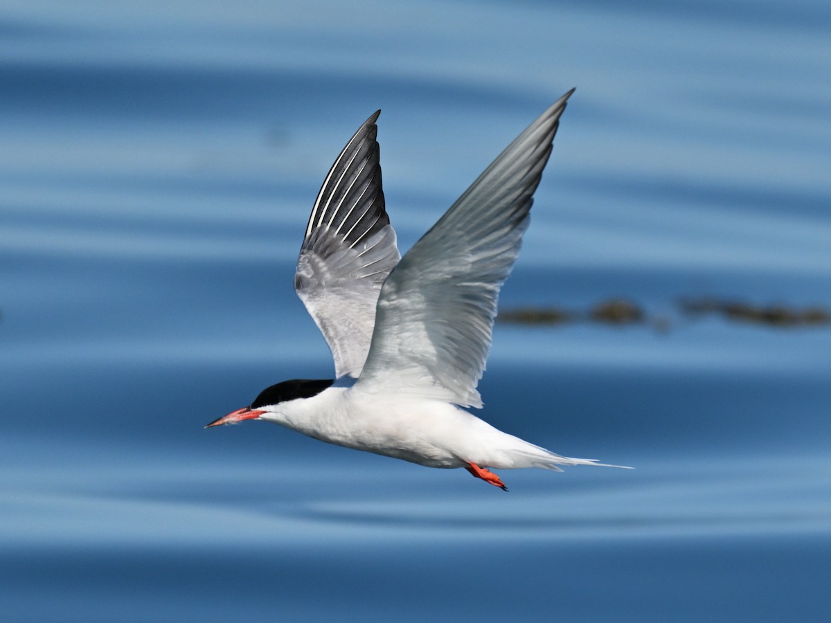 Common Tern - ML645756910