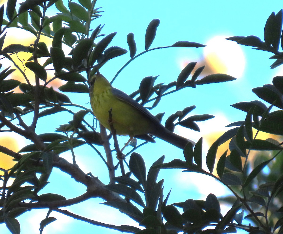 Canada Warbler - ML645756915