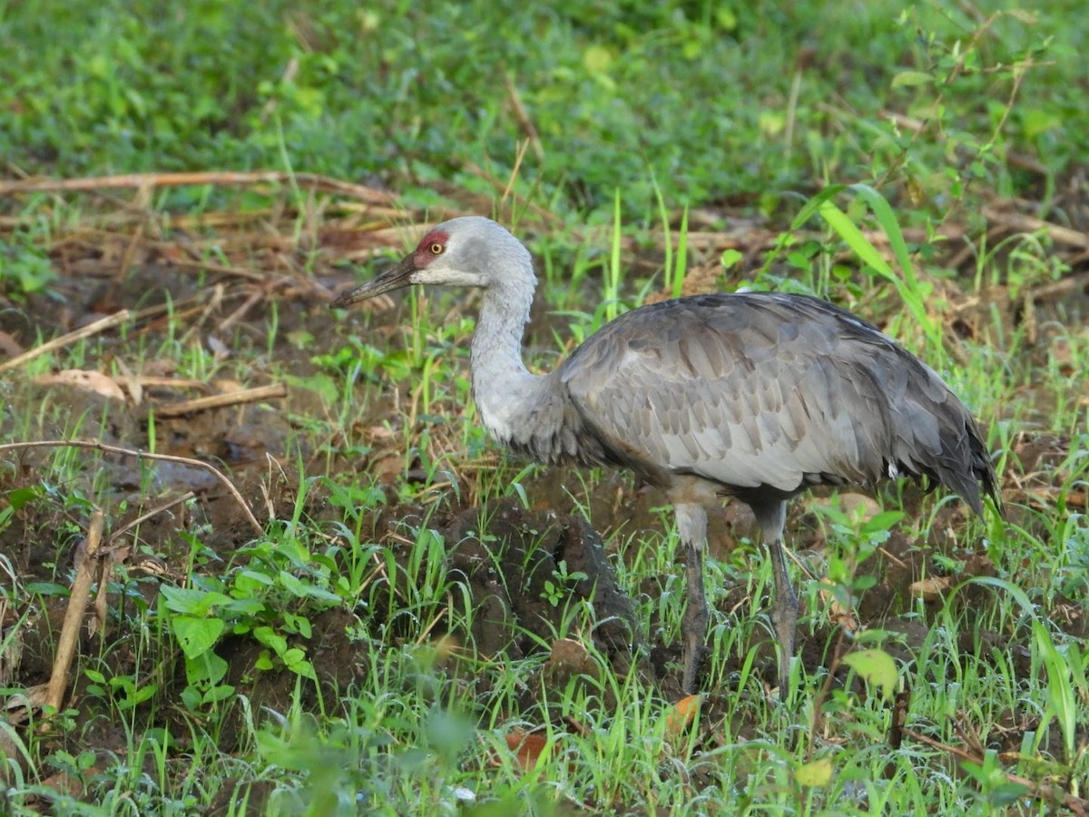Sandhill Crane - ML645756928