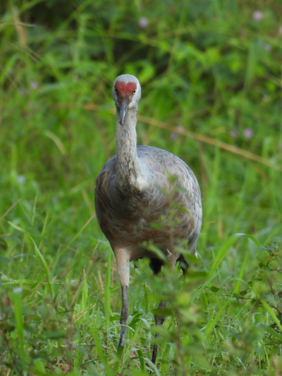 Sandhill Crane - ML645756929