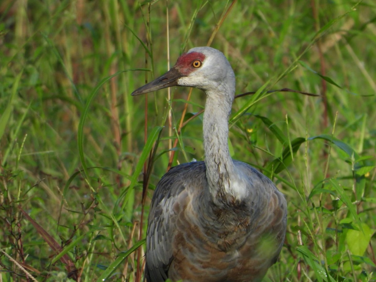 Sandhill Crane - ML645756930
