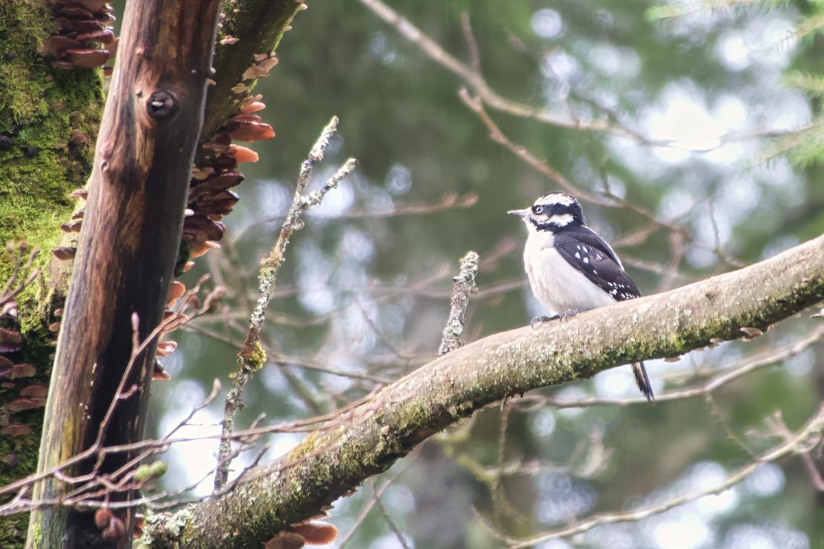 Hairy Woodpecker - ML645756938