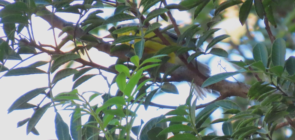 Canada Warbler - ML645756943