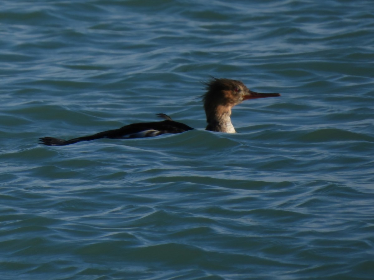 Red-breasted Merganser - ML645756947