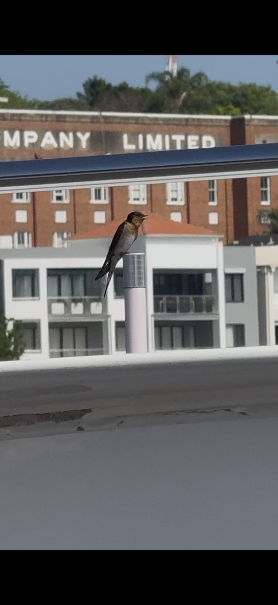 Welcome Swallow - ML645756965