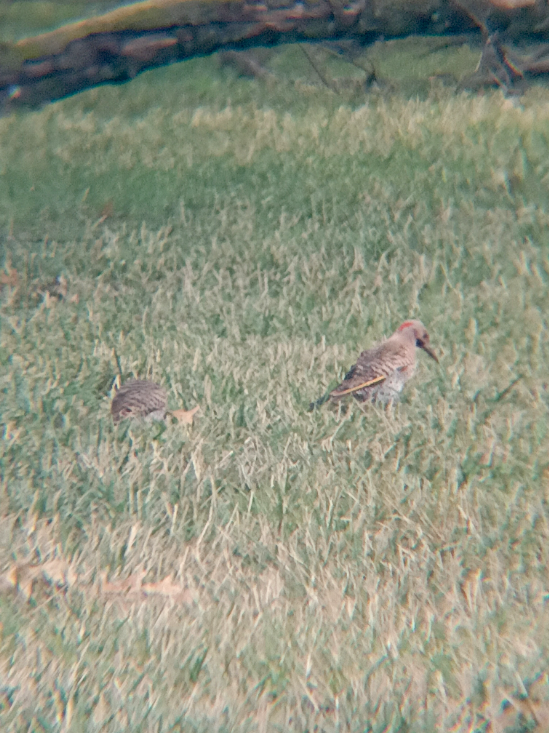 Northern Flicker - ML645756966