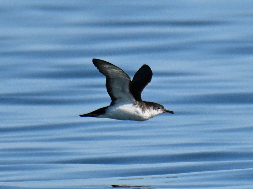 Manx Shearwater - ML645756967