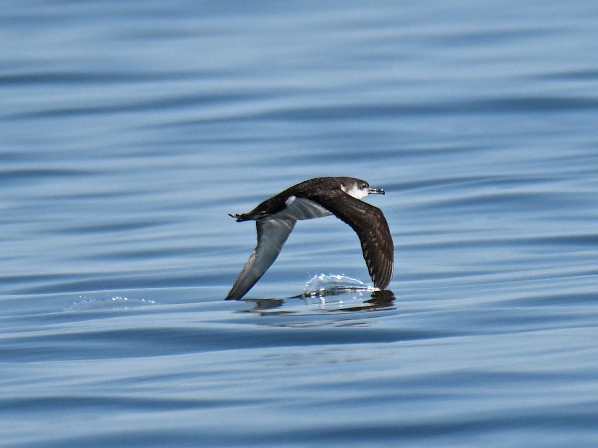 Manx Shearwater - ML645756968