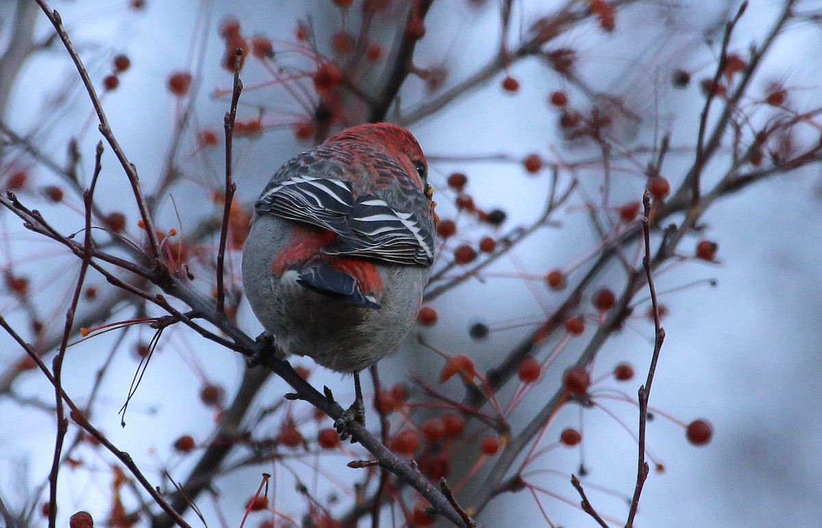 Смеречник тайговий - ML645756969