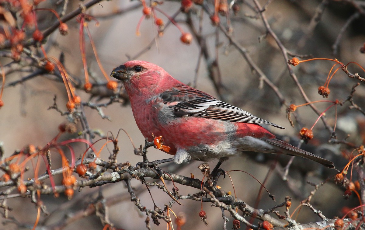 Смеречник тайговий - ML645756970