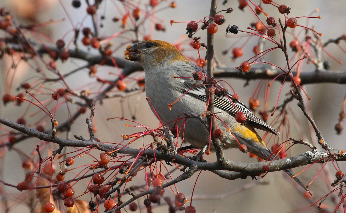 Смеречник тайговий - ML645756971