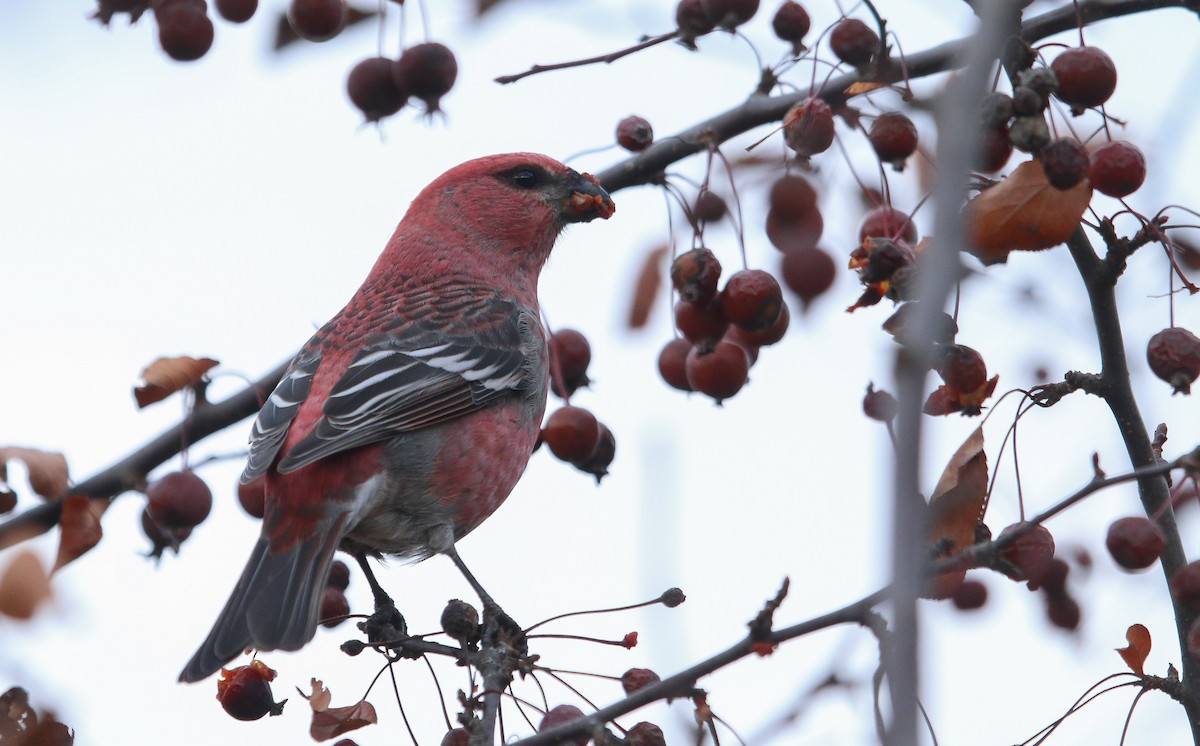 Смеречник тайговий - ML645756972