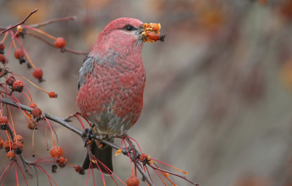 Смеречник тайговий - ML645756973