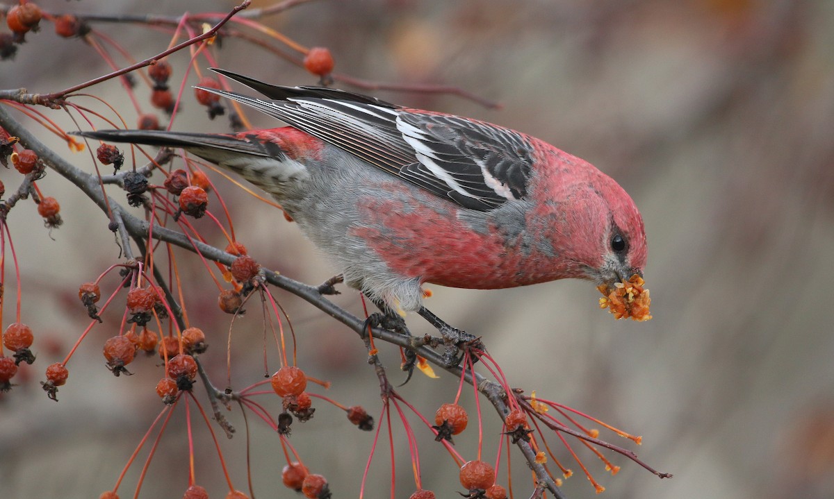 Смеречник тайговий - ML645756975