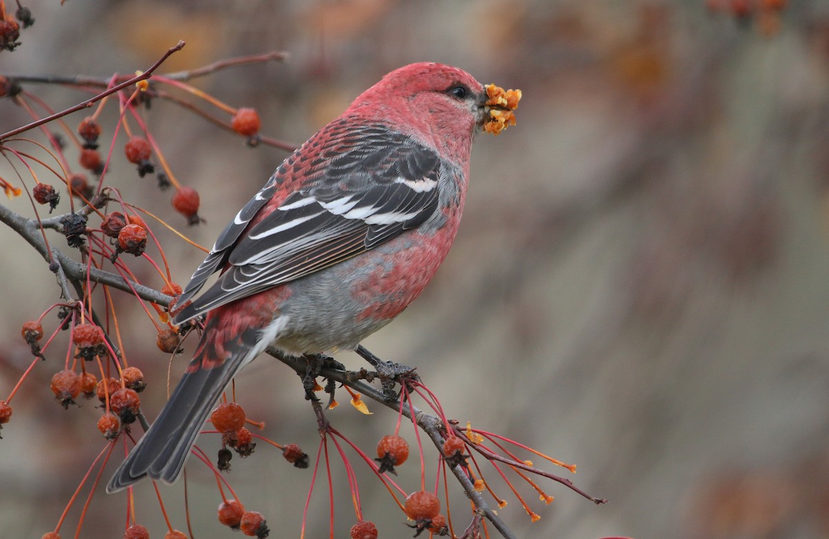 Смеречник тайговий - ML645756976