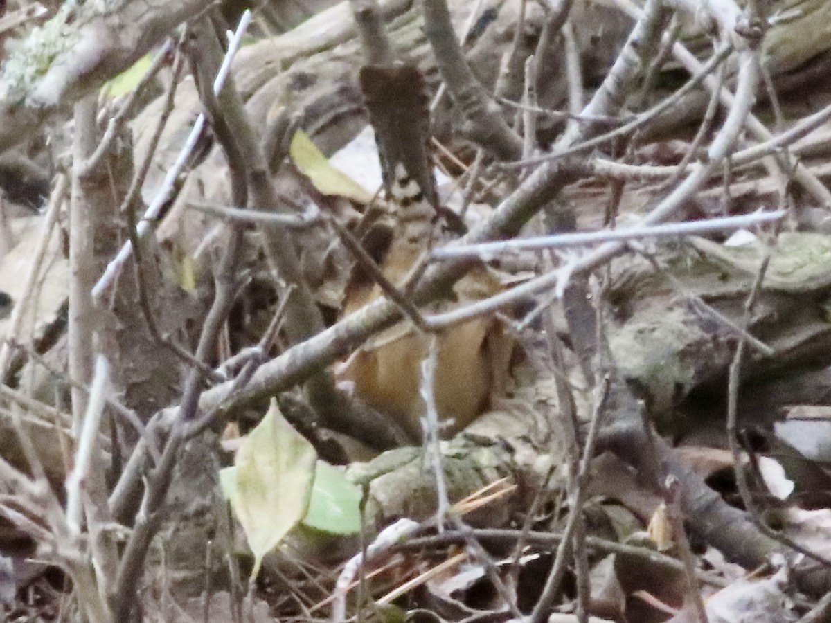 Carolina Wren - ML645756977