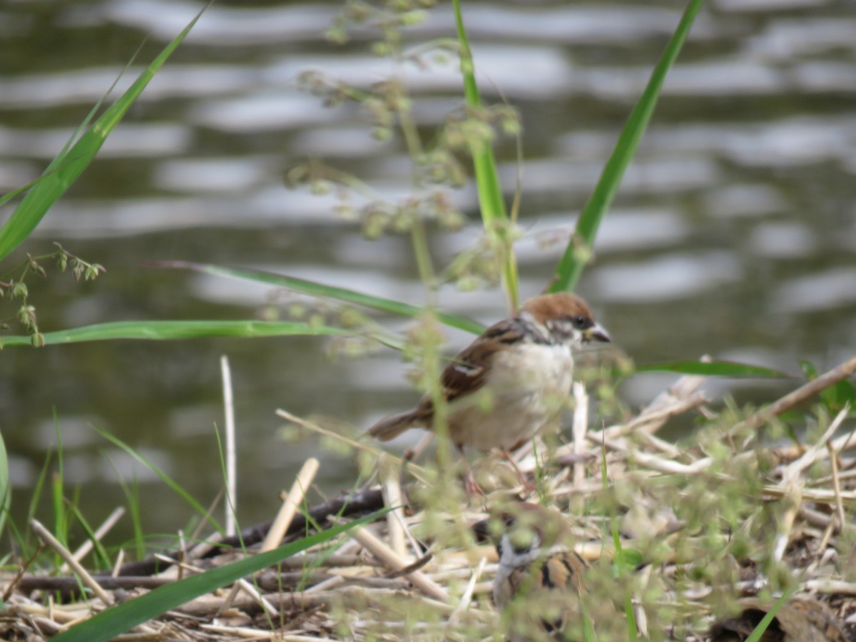 麻雀 - ML645756986