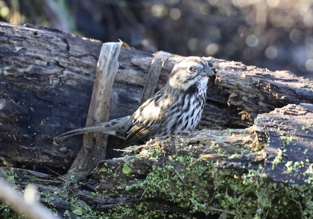 Song Sparrow - ML645756988