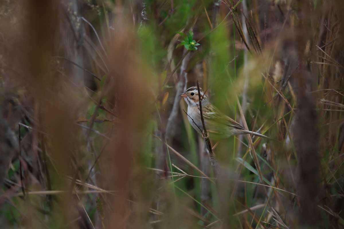 Clay-colored Sparrow - ML645756996