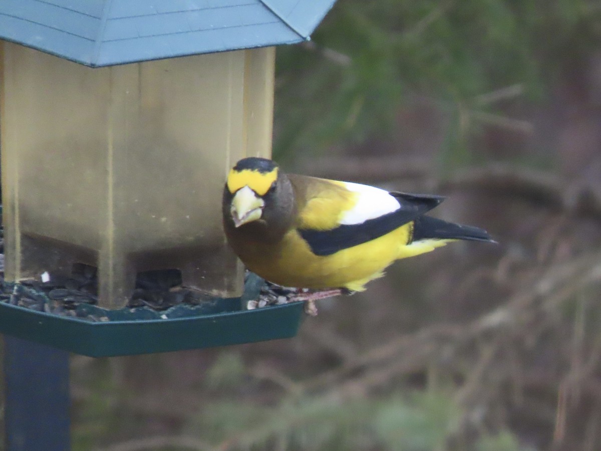 Evening Grosbeak - ML645757000