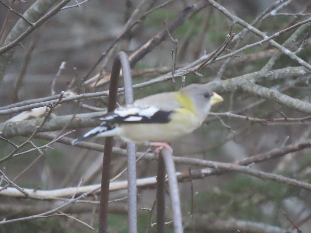 Evening Grosbeak - ML645757001