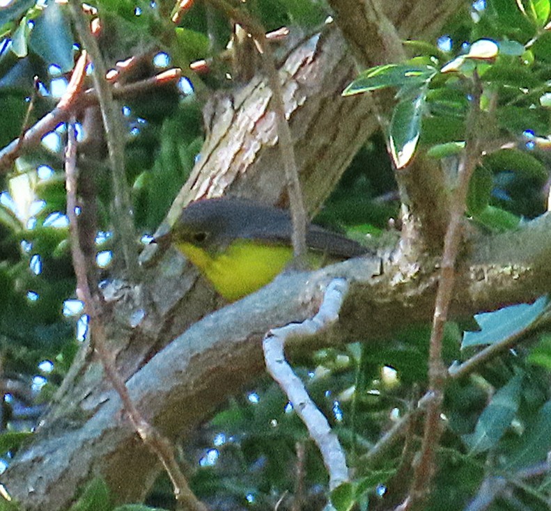Canada Warbler - ML645757003