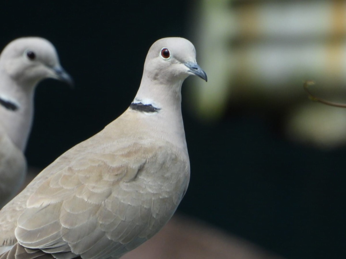 Eurasian Collared-Dove - ML645757005