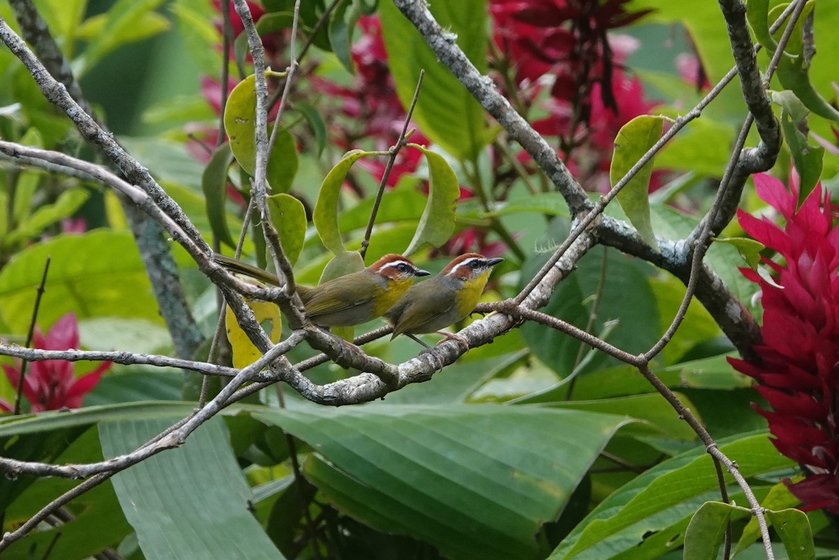 Rufous-capped Warbler (rufifrons Group) - ML645757008