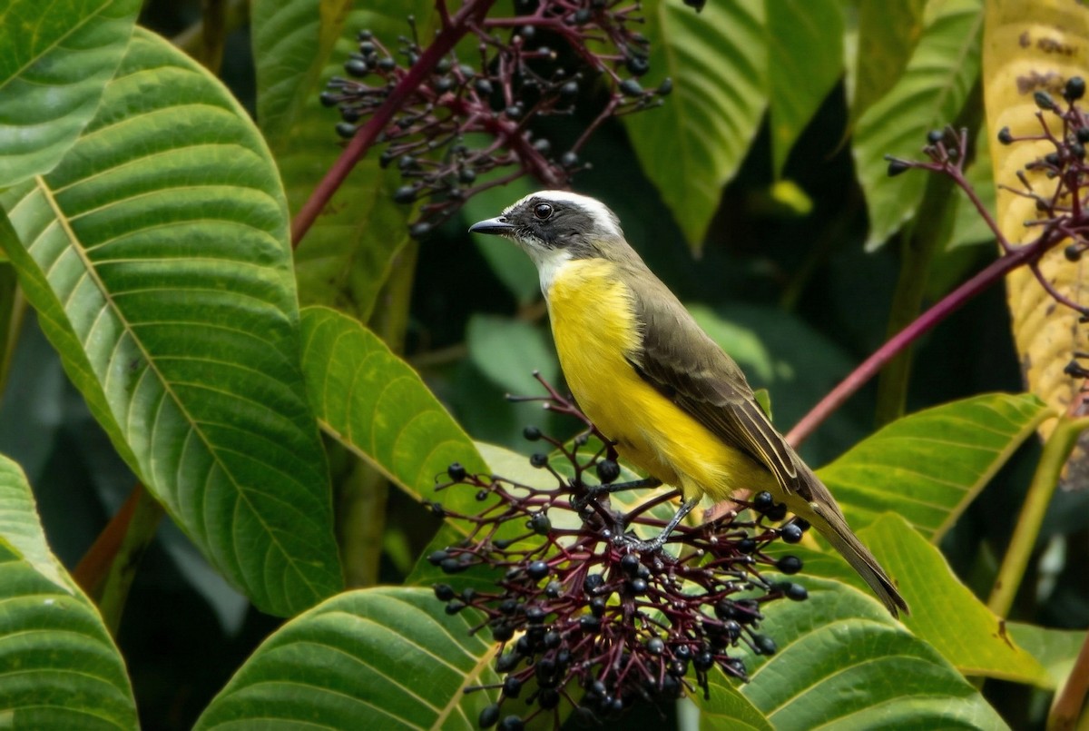 Sosyal Tiran - ML645757010