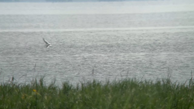 Kara Ayaklı Martı - ML645757012