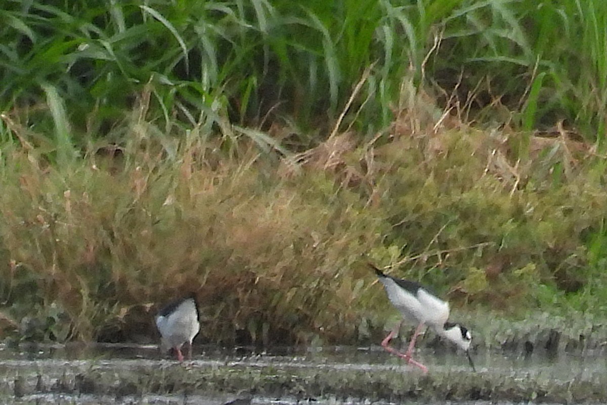 Black-necked Stilt - ML645757013