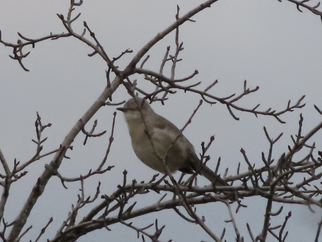Northern Mockingbird - ML645757014