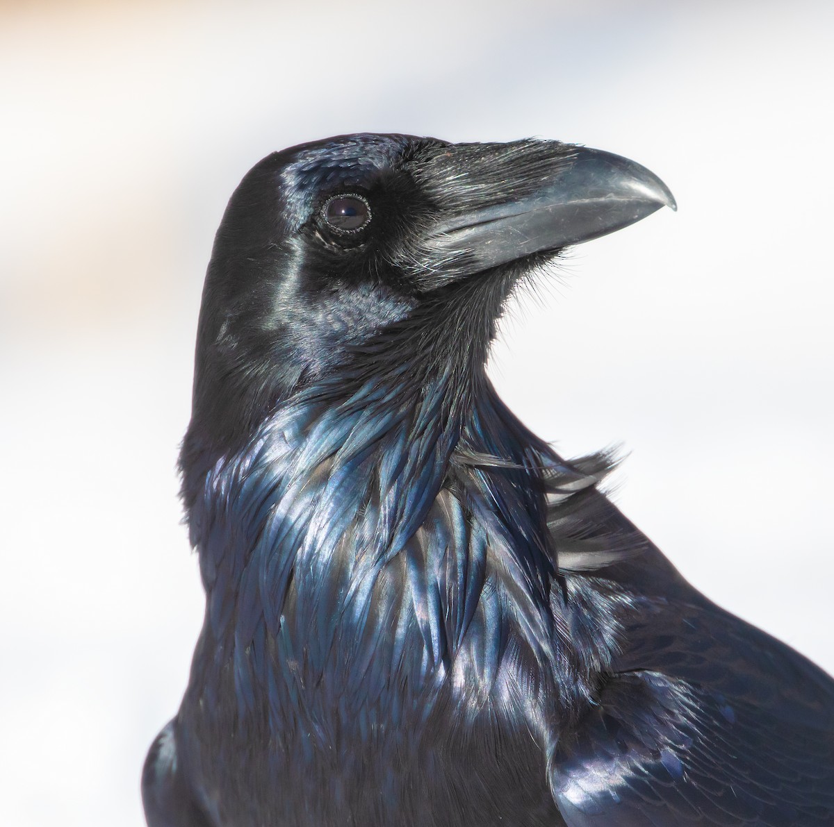 Erroi handia - ML645757026