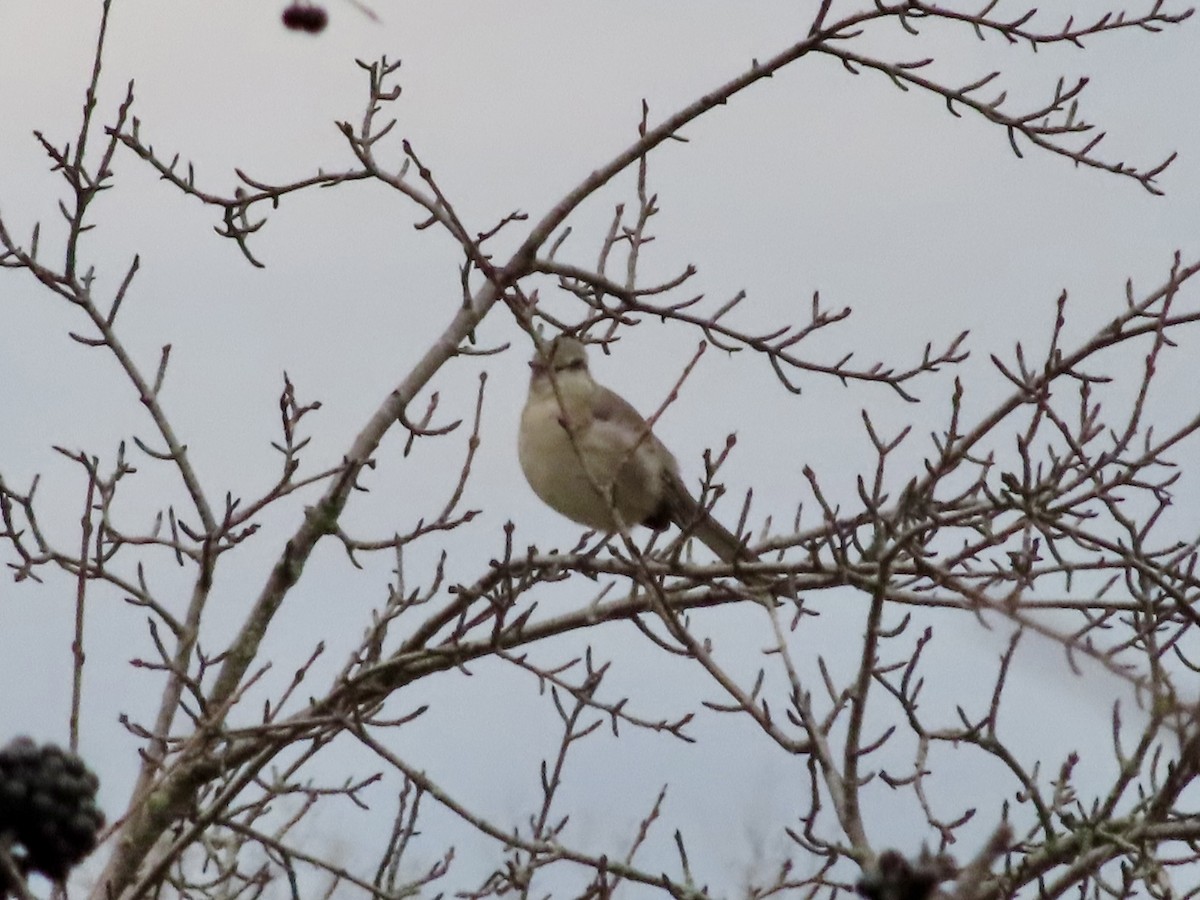 Northern Mockingbird - ML645757027