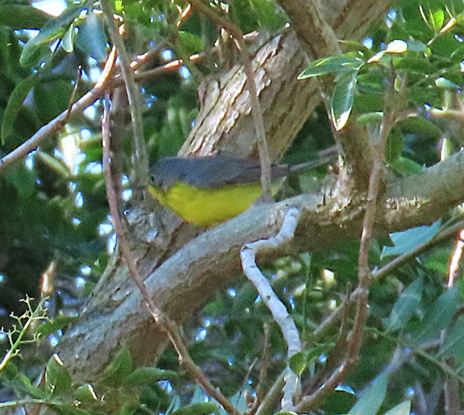 Canada Warbler - ML645757029