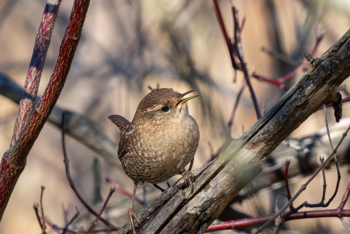 Winter Wren - ML645757031